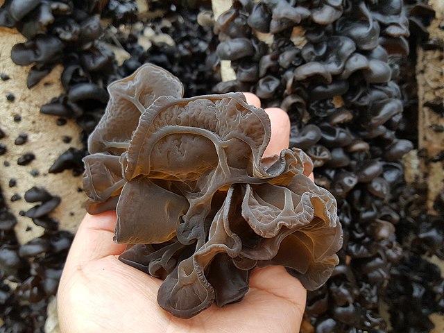 Kikurage (Wood Ear Mushrooms). Image courtesy of Wikipedia.