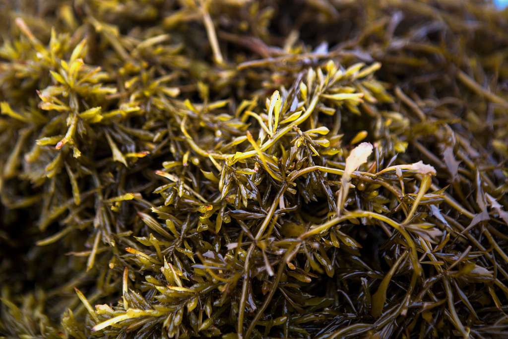 Hijiki (Seaweed). Public Domain image.