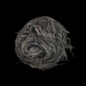 Ink Squid or Charcoal Noodles